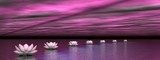 Wodne lilie w fioletowym rytmie Fototapety do Sypialni Fototapeta